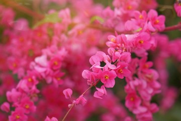 Abstract​ background​ beautiful​ flowers​ with sunlight in the garden​. Blur focus. Soft focus
