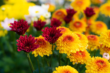 Chrysanthemums bloom in the autumn garden.