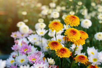 Chrysanthemums bloom in the autumn garden.