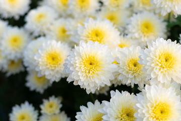 Obraz premium Chrysanthemums bloom in the autumn garden.
