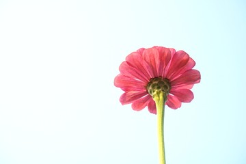The low angle under the blooming of zinnia flowers. Flowers Isolated on White Background. Soft...