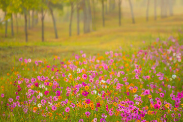 beautiful morning Cosmos flower in garden