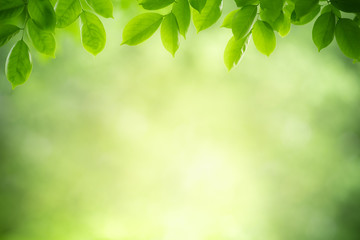 Obraz premium Nature of green leaf in garden at summer. Natural green leaves plants using as spring background cover page greenery environment ecology wallpaper