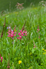 pink flowers in the meadow
