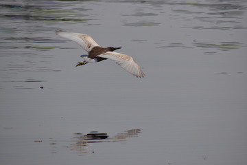 A pond heron is flying just above water surface