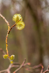 willow buds in spring