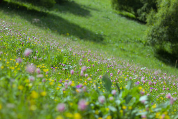 spring meadow with flowers