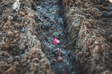 Close-up of purple onions planted in trenches poured with water to moisturize