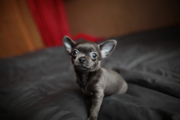 Chihuahua puppy sitting on a sofa against the background of gray pillows