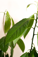 Avocado plant with beautiful green leaves. Juicy texture of the leaves. The view from the side. Houseplant.