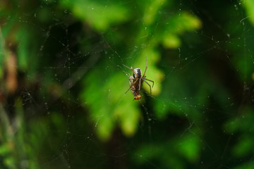 Little spider caught a fly in its web