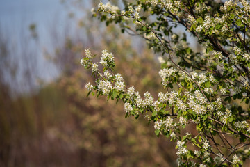 blooming tree irga Amelanchier in the garden