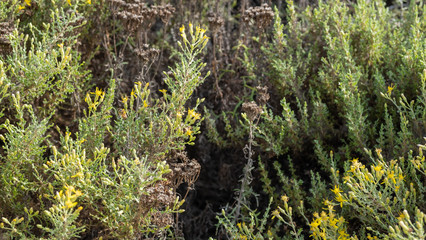 bee foraging in a yellow flower plant