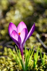 Spring purple crocuses