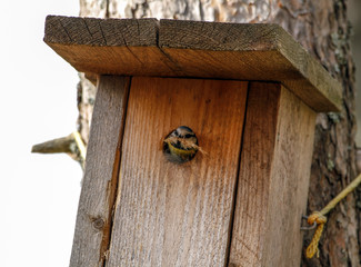 Blue Tit cleans a birdhouse in the spring