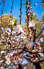 Fiori
