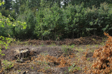 Large-scale deforestation. World environmental problems