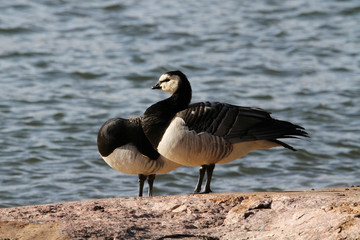 Barnacle Goose couple resting on a cliff