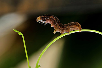 caterpillar on a leaf