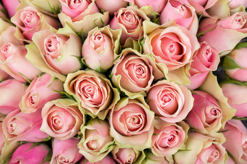 Bright background of natural pink and yellow roses. Delivery flowers.