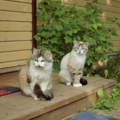 Cats on the doorstep in surprise