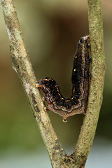 caterpillar on a leaf