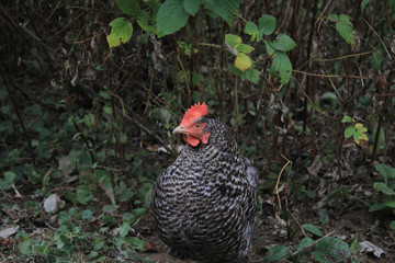 Gray chicken on a background of bushes