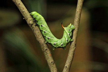 green lizard on a branch