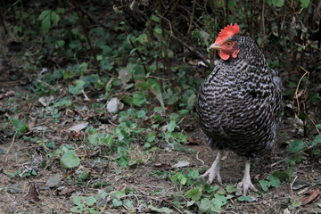 Gray chicken on a background of bushes