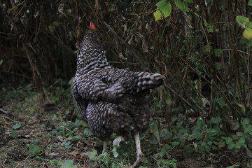 Gray chicken on a background of bushes