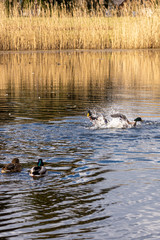 ducks in pond in Lithuania