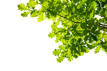 Fototapeta na wymiar Branch of young solar green oak leaf isolated on white. Spring landscape. Corner location.