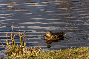 ducks in pond in Lithuania