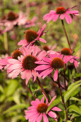 Obraz premium Echinacea flower bush as background