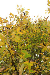 Yellow walnut leaves on the branches