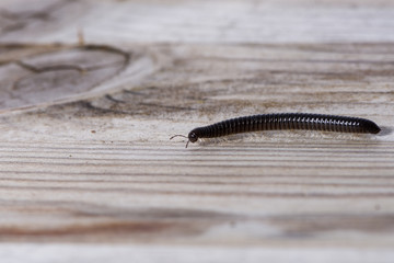 Millipede crawling on a wooden plank