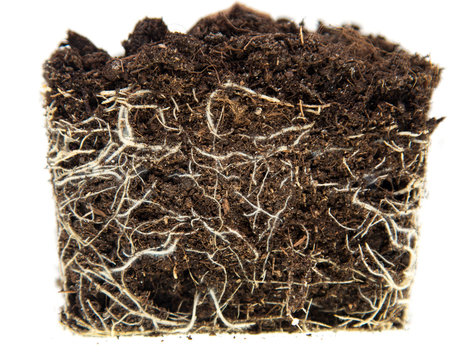 Plant Root System As Background