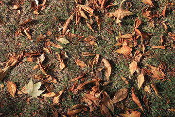 Dry leaves on the grass in the park. Autumn has come