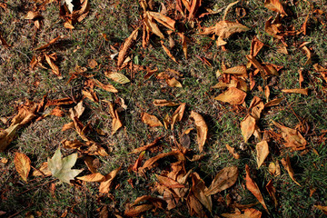 Dry leaves on the grass in the park. Autumn has come