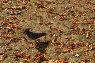 Dry leaves on the grass in the park. Autumn has come
