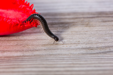 Millipede crawling on the leaf of a tulip