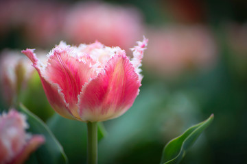 Beautiful flowers of pink tulips with a blurred background.