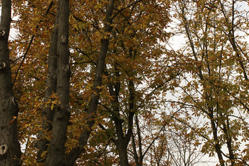 Dry leaves on trees on a background of autumn sky