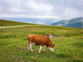 Fototapeta na wymiar Cow grazing on green meadow in alpine mountains in Tirol. The mountain scenery background is partly covered by low clouds. 