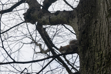 Ardilla en el árbol. Pequeña y hermosa.