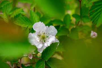a blackberry flower