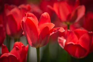 Beautiful flowers of pink tulips with a blurred background.