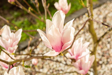 magnolia kwitnąca kwiat