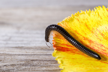 Millipede crawling on the leaf of a tulip