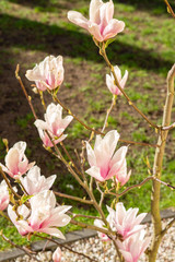 magnolia kwitnąca kwiat